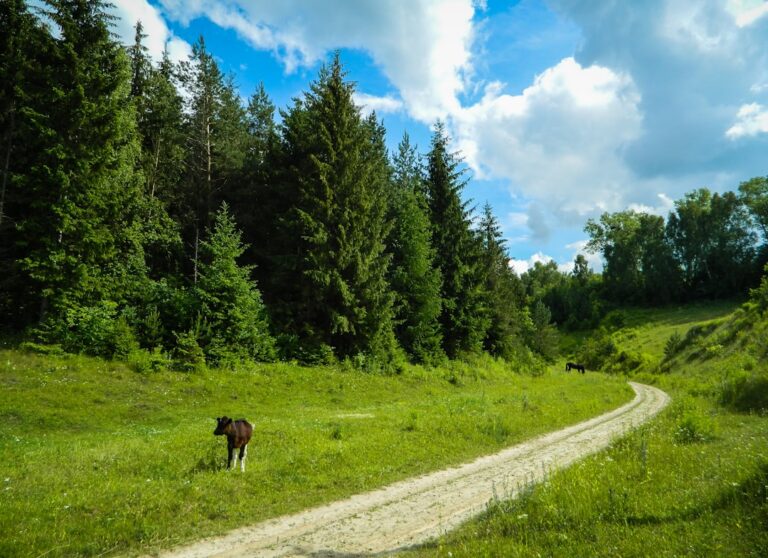Gdzie na spacer w Sochaczewie? Przewodnik po najciekawszych trasach