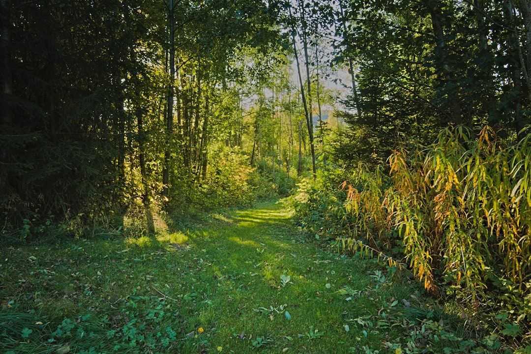 Gdzie pobiegać w Sochaczewie? Najlepsze trasy i parki