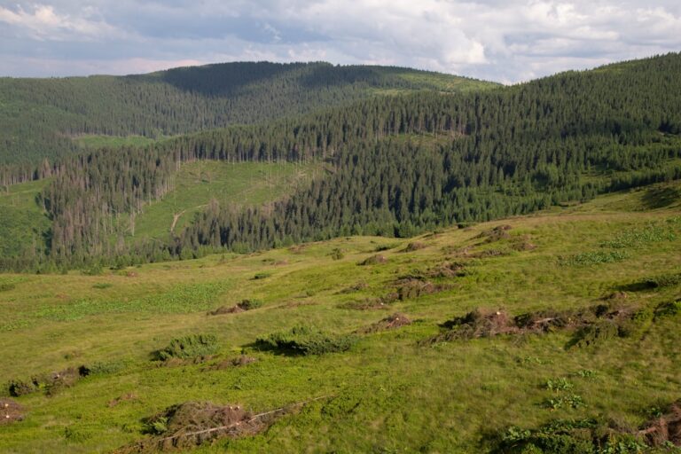 Rezerwaty przyrody w okolicach Sochaczewa – przewodnik